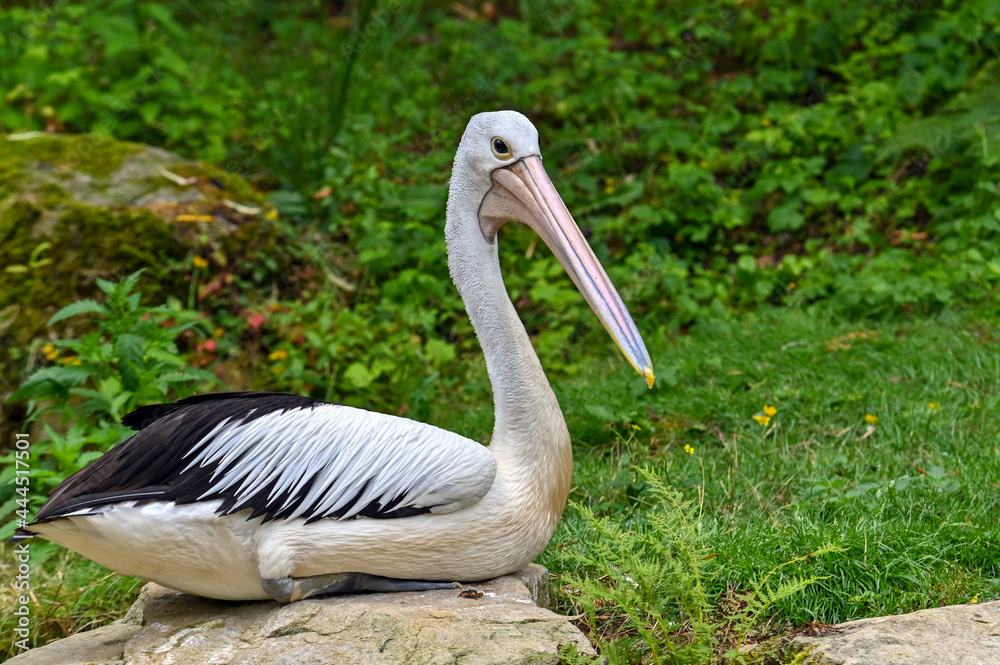 Australian pelican (Pelecanus conspicillatus), close up Australian pelican (Pelecanus conspicillatus), close up