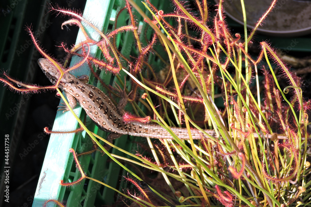 Obraz premium A wild sand lizard basking in the Sun between forked sundew leaves inside a plastic green crate 