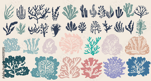 Seaweeds and corals 1