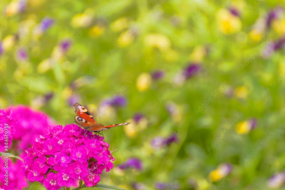 A butterfly sits on a carnation flower on a sunny summer day. A butterfly sits on a carnation flower on a sunny summer day.