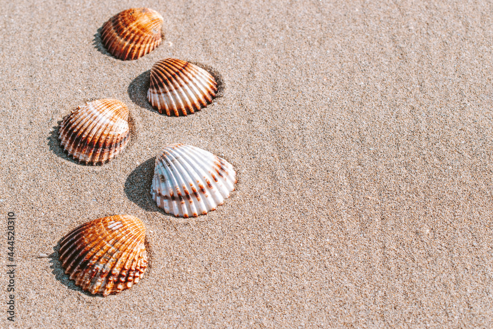 Summer background beach with seashells, starfishes on sand ocean background. Copy space. Road frame set. Summer background beach with seashells, starfishes on sand ocean background. Copy space. Road frame set.