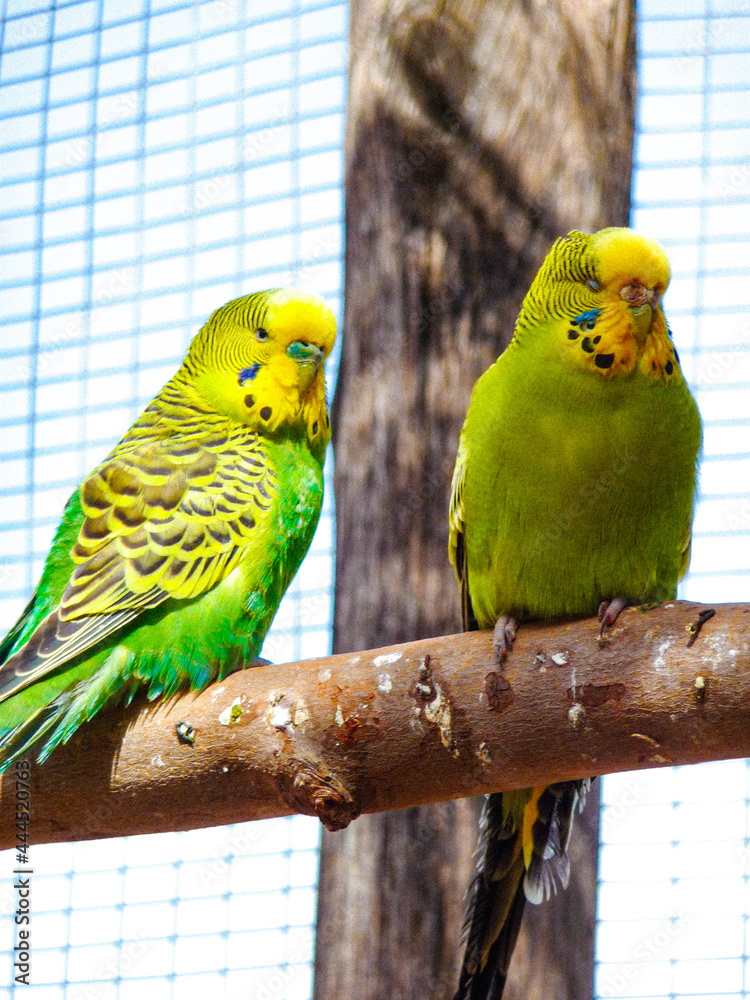 Fototapeta premium two parrots on a branch