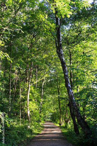 Tree-lined pathway in forest with plants, trees and sunlight in background. No people. photo