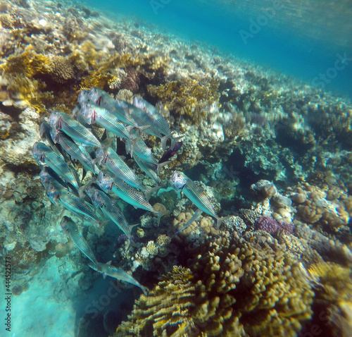  Stunning undersea coral reef view, Red Sea, Egypt, Sharm El Sheikh