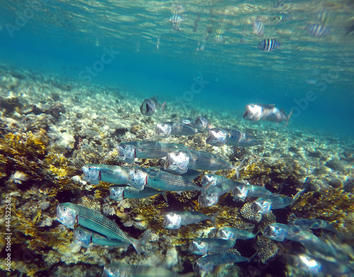  Stunning undersea coral reef view, Red Sea, Egypt, Sharm El Sheikh