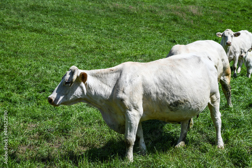 Rinder auf der Weide mit einem Stier und K  lber