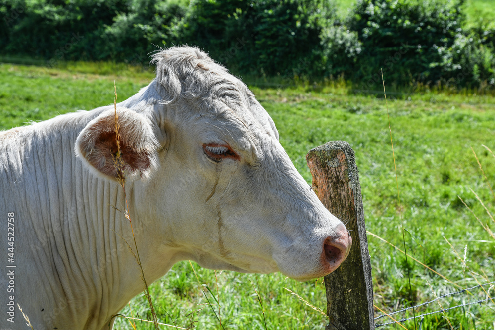 Rinder auf der Weide mit einem Stier und Kälber Rinder auf der Weide mit einem Stier und Kälber