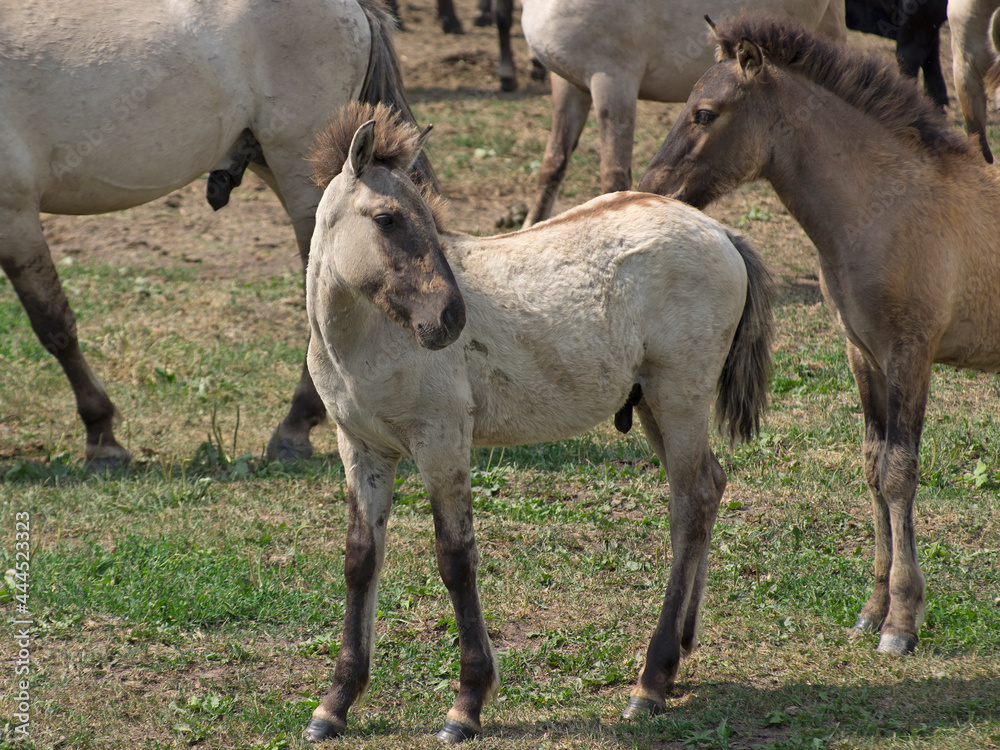 Obraz premium Foal of a Free-ranging wild horse breed The Konik grazing in the Dunduru meadows, Latvia. Polish primitive horse like a Tarpan.
