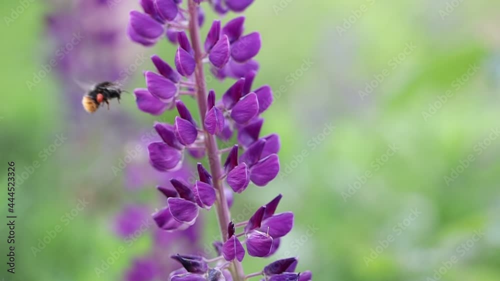 Flying Bumblebee and Purple Garden Lupin in Summer Nature. Slow Motion of Bumble Bee with Lupinus Polyphyllus. Flying Bumblebee and Purple Garden Lupin in Summer Nature. Slow Motion of Bumble Bee with Lupinus Polyphyllus.