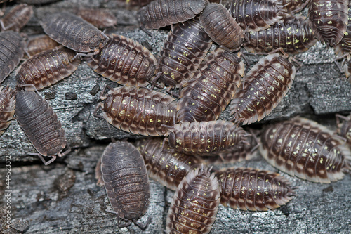 Photos Oniscus asellus