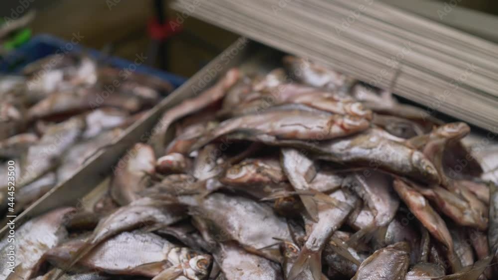 Industrial fish ambassador. The process of salting fish in fisheries. Industrial fish ambassador. The process of salting fish in fisheries.