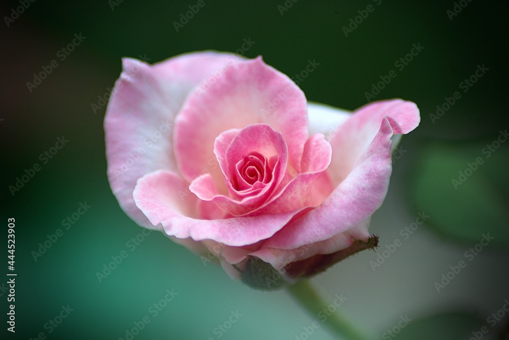 Fototapeta premium pink rose bud