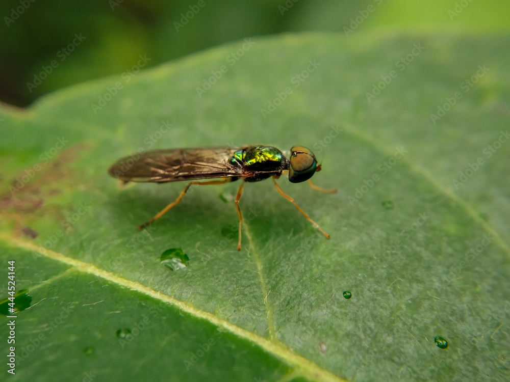Fototapeta premium Macro shot of soldier fly