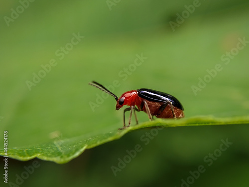 Macro shot of pumpkin beetle