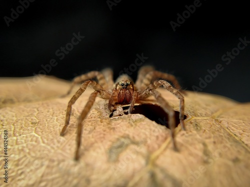 Small wandering spider - Ctenidae sp⁣⁣⁣ photo
