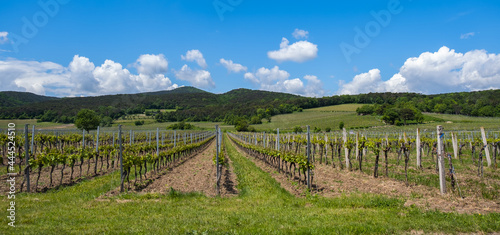 Fototapeta Naklejka Na Ścianę i Meble -  green vineyards rows