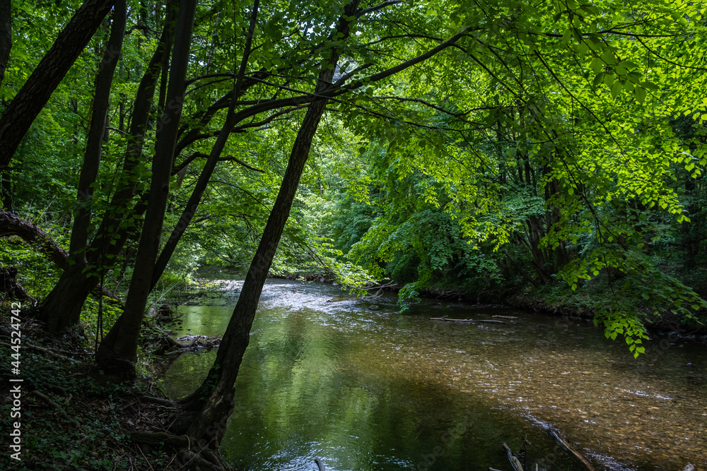 Obraz premium river in green forest