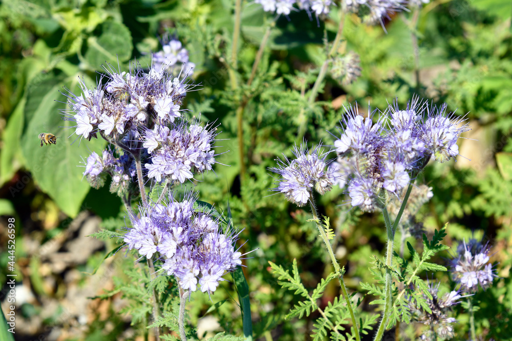 Agriculture, Honey Bee on Phacelia Plant