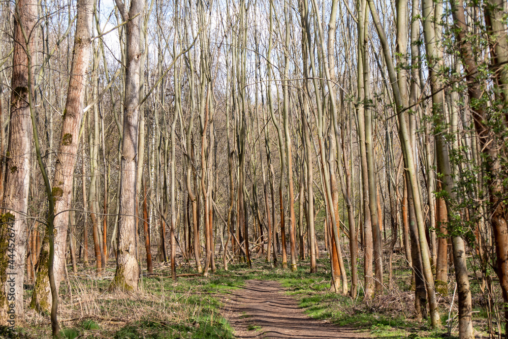 Rustic wild forests and old, partially blown up bunkers from the 2nd World War of the former MIMO plants in Leipzig Plaussig ,Germany