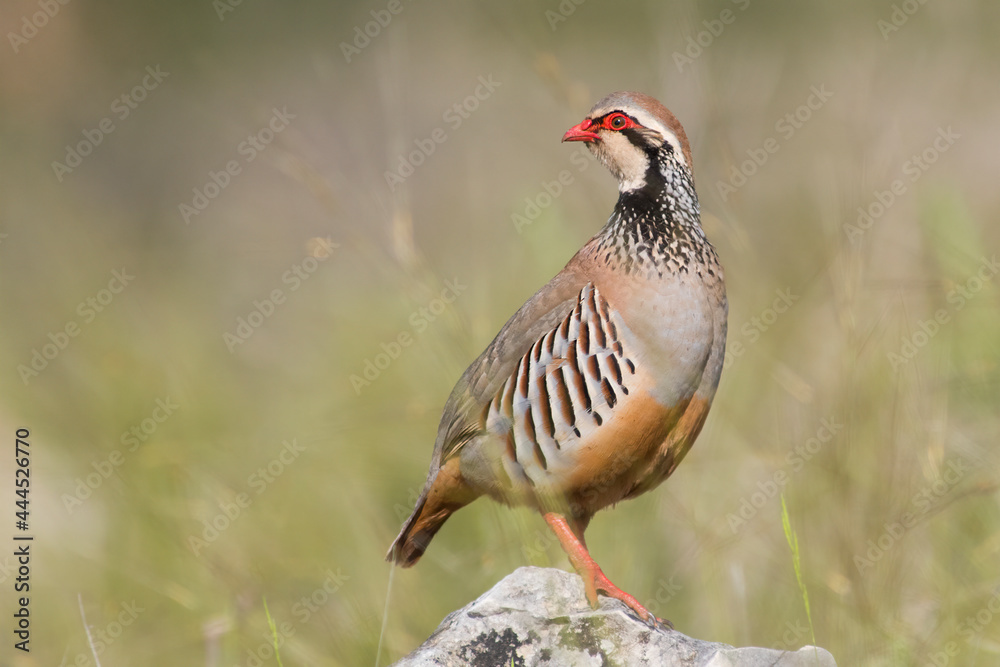 Red-legged partridge (Alectoris rufa). Male. - obrazy, fototapety, plakaty 