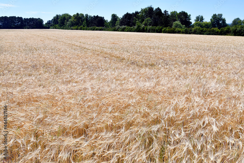 Fototapeta premium Agriculture, Rye Filed