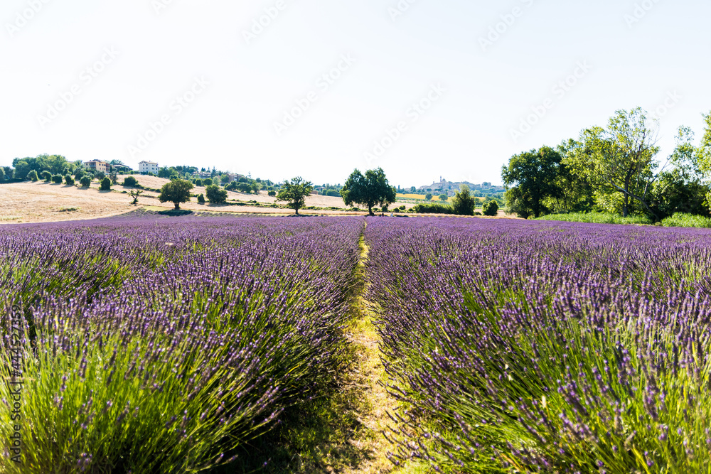 Fototapeta premium Incantevole campo di profumati fiori di lavanda
