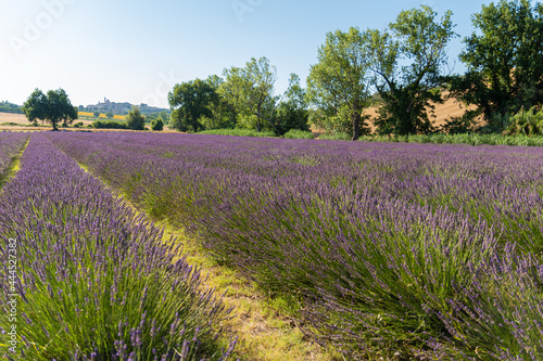 Incantevole campo di profumati fiori di lavanda