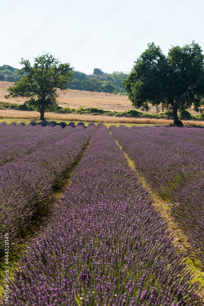 Fototapeta premium lavender field in region