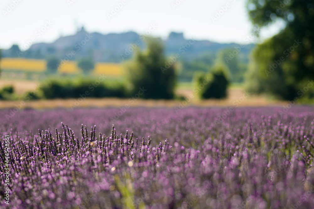 Fototapeta premium beautiful and fragrant purple and blue lavender flowers