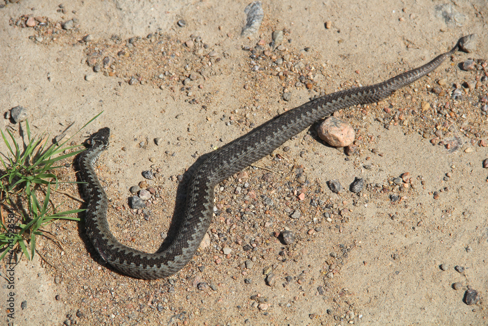 Black dead snake on the asphalt road. Ecological problems Black dead snake on the asphalt road. Ecological problems