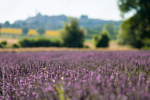 beautiful and fragrant purple and blue lavender flowers