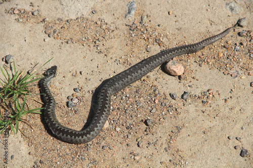 Black dead snake on the asphalt road. Ecological problems