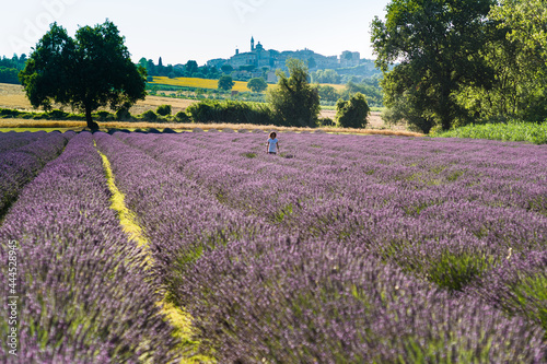 people in a beautiful lavender field between perfume and blue violet color