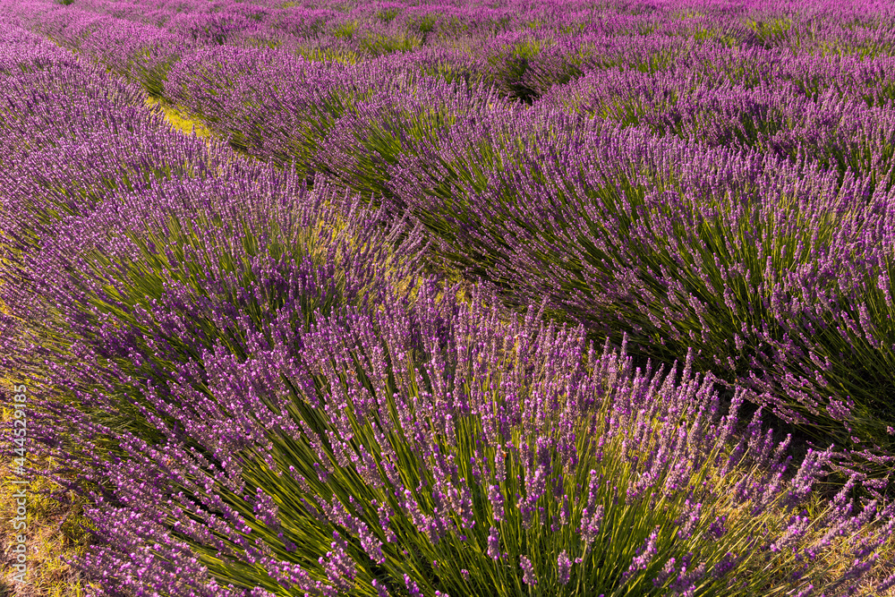 Obraz premium beautiful and fragrant purple and blue lavender flowers