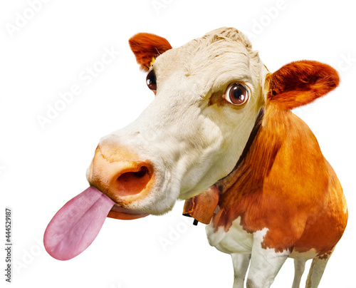 Funny head of the cow with stick out tongue photo