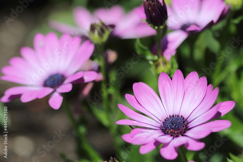 A couple of Osteospermum