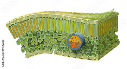 Cellular Structure of Leaf. Internal Leaf Structure a leaf is made of many layers that are sandwiched between two layers of tough skin cells (called the epidermis). photo