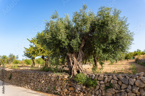 Centennial olive tree growing on the edge of a stone wall.