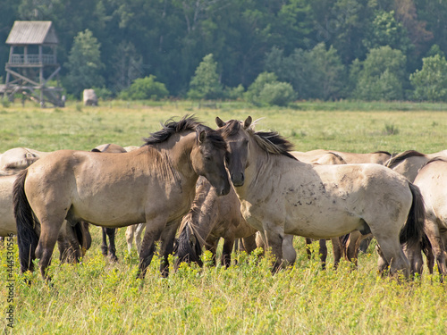 rub their heads gently two free-ranging horses breed Konik grazing in the Dunduru meadows, Latvia