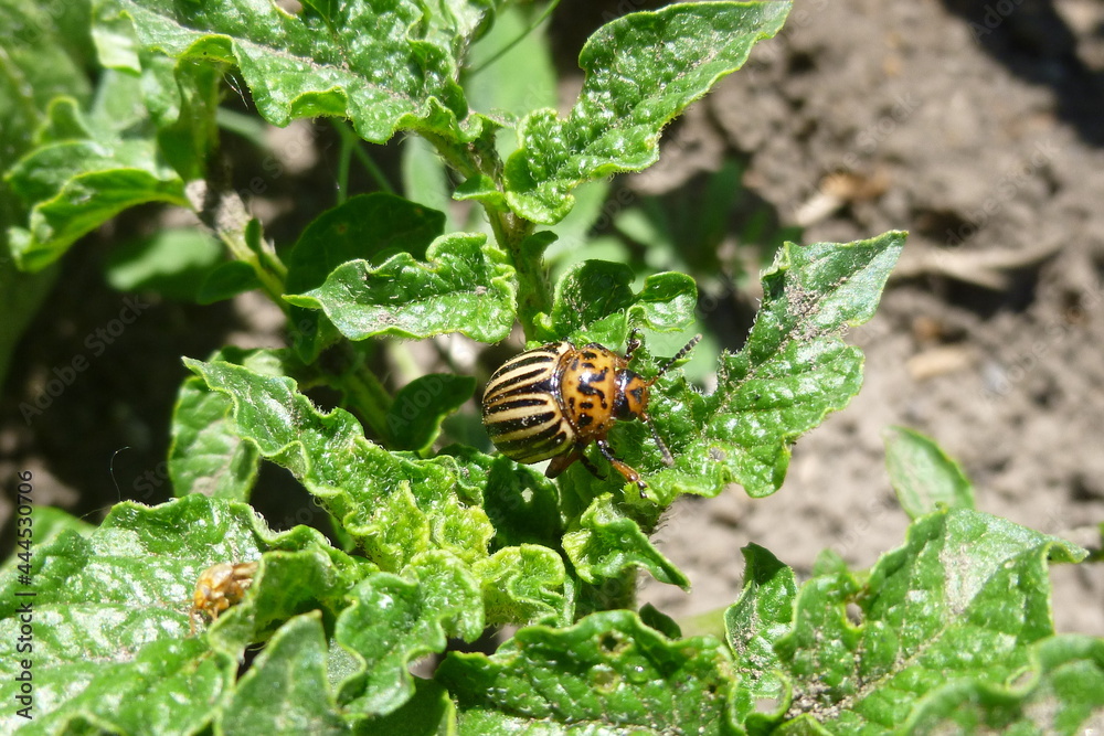 Colorado potato beetle, ten-striped spearman. Striped beetle eats, damages potato leaves. Macro photography on a summer sunny day