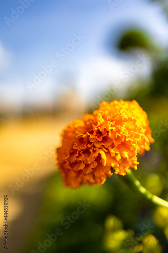 Flowerpower im Berliner Sommer 