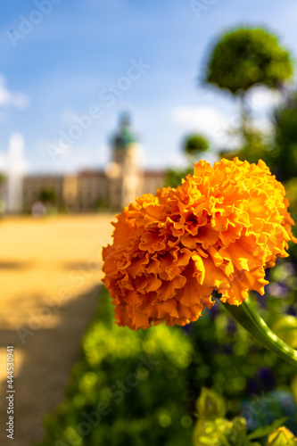 Blume im Park Schloß Charlottenburg Berlin