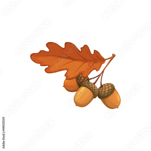 Oak leaf with acorn, autumn and fall vector isolated icon. Oak tree foliage, yellow dry leaf with acorns, Thanksgiving and back to school autumn season nature