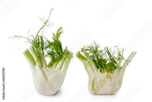 Whole fresh fennel bulb and one cut in half isolated on white background, copy space