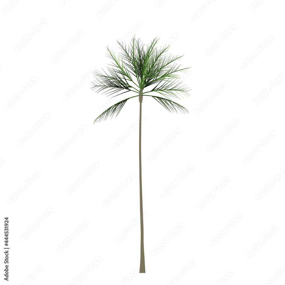 Palm tree isolated on white background. Simple color illustration.