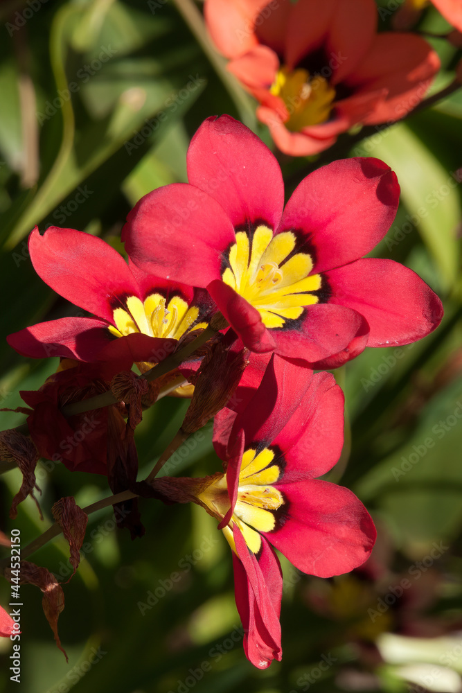 Sydney Australia, bright pink flower of a sparaxis tricolor or harlequin flower native to southern africa Sydney Australia, bright pink flower of a sparaxis tricolor or harlequin flower native to southern africa