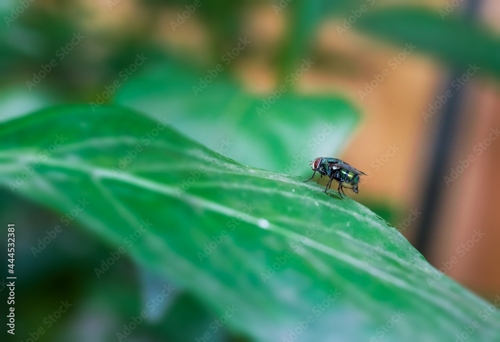 Common green bottle fly insect sitting on a green leaf close up Common green bottle fly insect sitting on a green leaf close up
