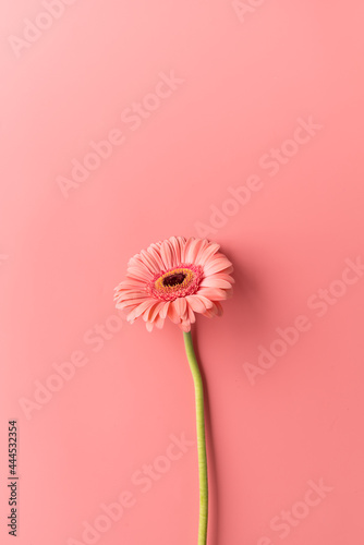 Fototapeta Single gerbera daisy flower on a pink background