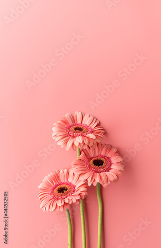 Fotografia, Obraz Three gerbera daisies on a pink background