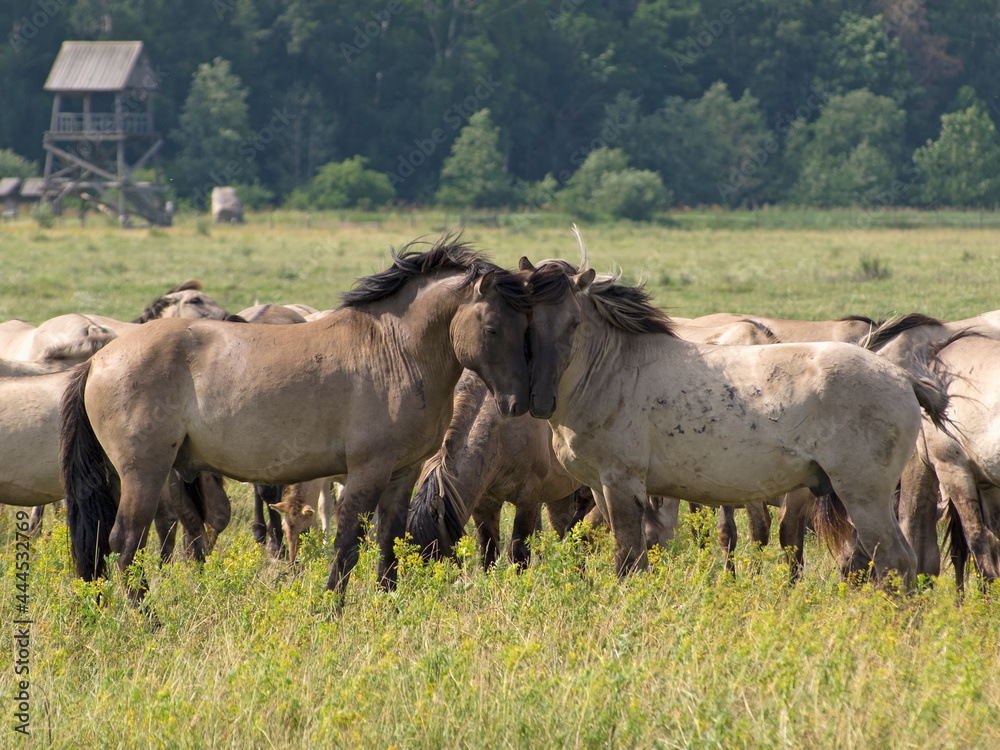 rub their heads gently two free-ranging horses breed Konik grazing in the Dunduru meadows, Latvia rub their heads gently two free-ranging horses breed Konik grazing in the Dunduru meadows, Latvia